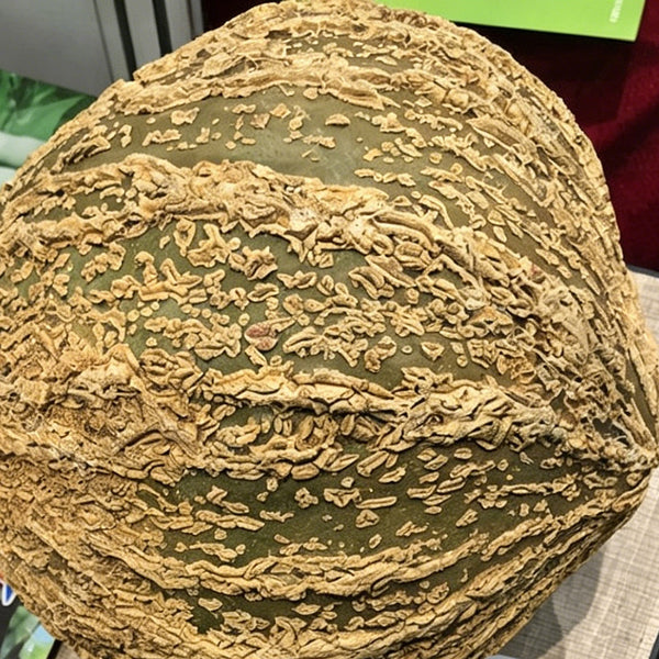 Fushun Ribbed Ugly Pumpkin, 10 Seeds