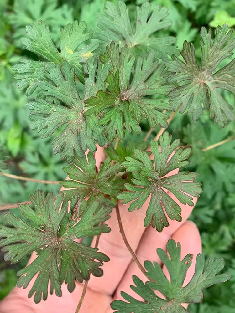 Geranium wilfordii Maxim