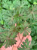 Geranium wilfordii Maxim