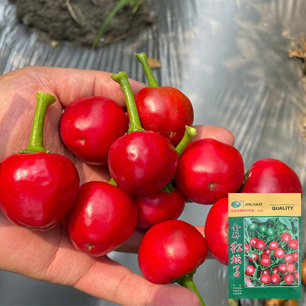 Jinjiao Hongtanzi Chili Pepper Seeds