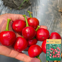 Jinjiao Hongtanzi Chili Pepper Seeds