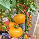 'Golden Apple' Big Yellow Tomato Seeds, 20 Seeds