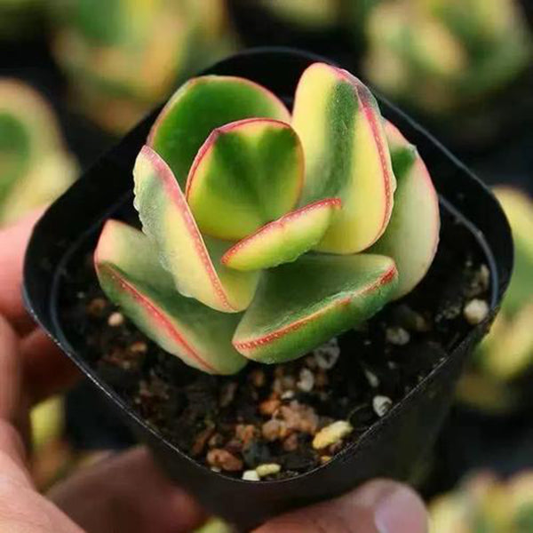 Crassula Ovata Variegated 6.0, 1pc x 1-head