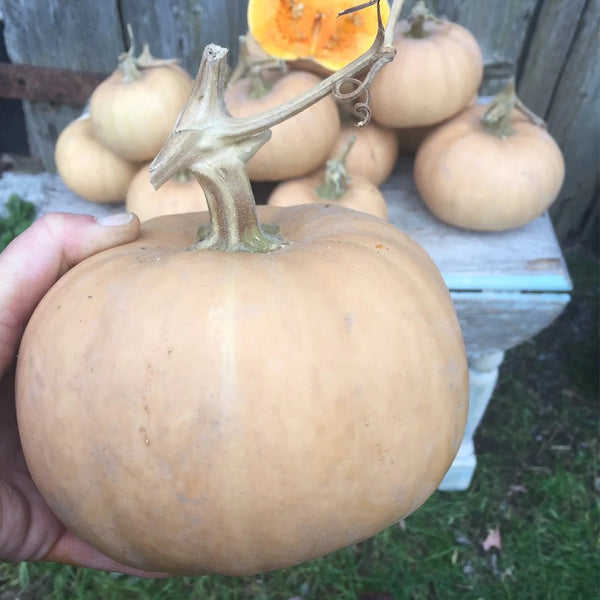 Jinyu 888 Pumpkin