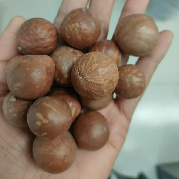 Macadamia Nut, 10 Seeds