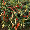 Yanjiao 528 Facing Heaven Pepper Seeds, 0.5g