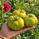 427 Lucinda Tomato, 5 Seeds