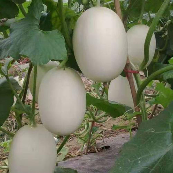 White Sweet Queen Melon Seeds, 50 Seeds