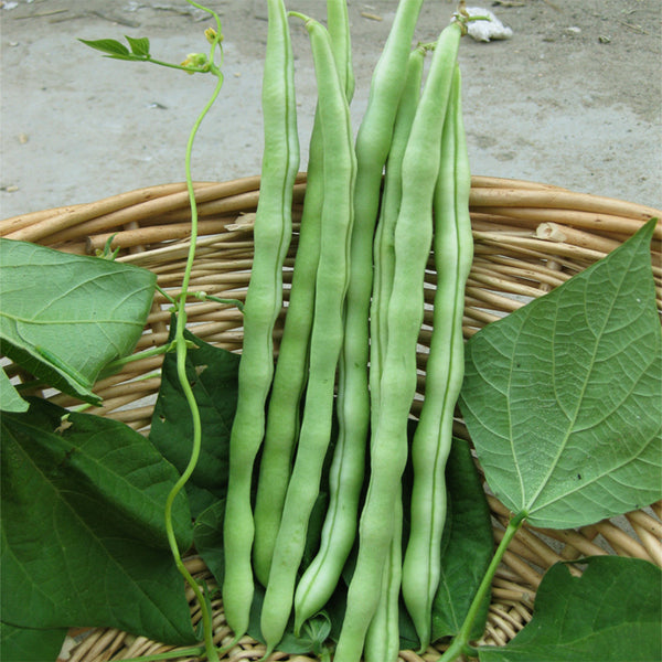 Huajun No.12 Kidney Bean Seeds, 10g