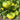 516 Max's Large Green Tomato, 5 Seeds