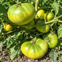 516 Max's Large Green Tomato, 5 Seeds