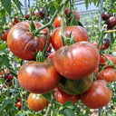 359 Mordovian Blues Red F5 Tomato, 5 Seeds