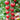 'Zhongying 2478' Cherry Tomato, 100 Seeds