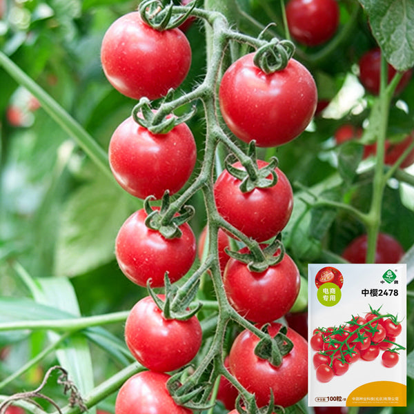 'Zhongying 2478' Cherry Tomato, 100 Seeds