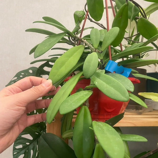 Hoya carnosa 'Jade', 5 Cuttings