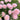 Hezhichun Pink Moss-Rose Purslane Seeds, 1g