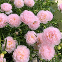 Hezhichun Pink Moss-Rose Purslane Seeds, 1g