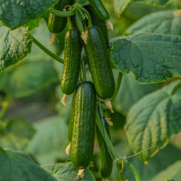 'Flavor Supreme' Fruit Cucumber Seeds, 30 Seeds