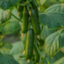 'Flavor Supreme' Fruit Cucumber Seeds, 30 Seeds
