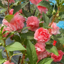 Pink Garden Balsam Double Flower Seeds, 100 Seeds