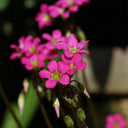 Oxalis lasiandra, 10 Bulbs