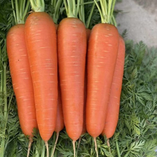 'H1182 F1' Carrot Seeds, 10g