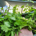 'Jiemei' Improved Motherwort Seeds, 10g