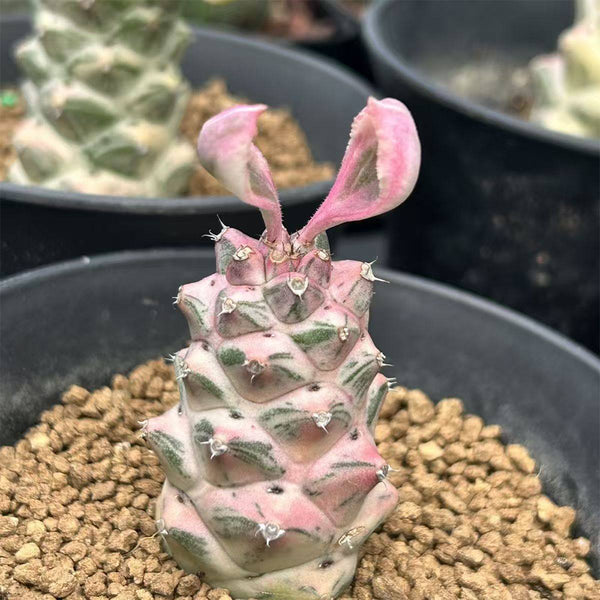 Monadenium ritchiei var. nyambense 'Variegata', 4-5cm