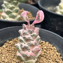 Monadenium ritchiei var. nyambense 'Variegata', 4-5cm