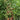 729 Black Cherry Opal Tomato, 5 Seeds