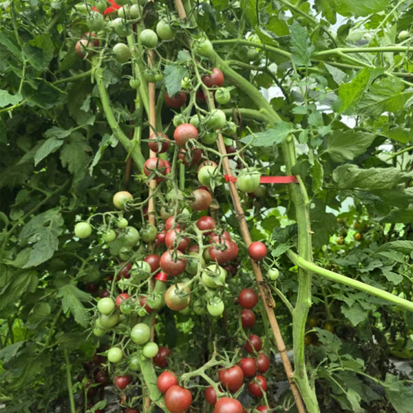729 Black Cherry Opal Tomato, 5 Seeds
