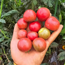 790 Dwarf Controversy Tomato, 5 Seeds