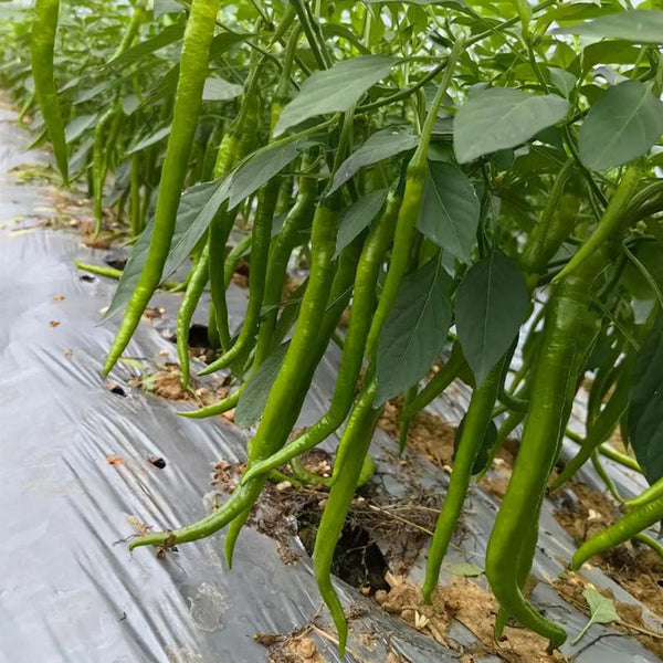 Erjingtiao Pepper Seeds, 1g