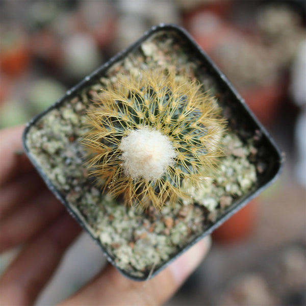Frailea aurea, 2-3cm