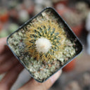 Frailea aurea, 2-3cm