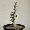 Alluaudia montagnacii, 8-10cm
