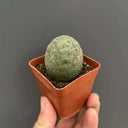 Tephrocactus geometricus Live Cactus