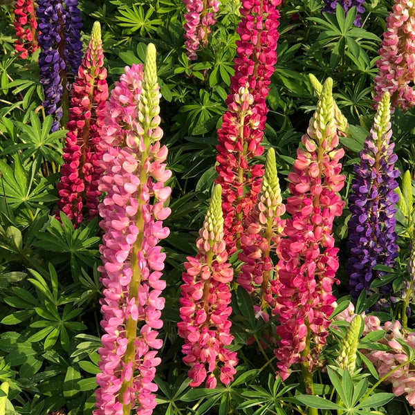 Mixed Color Lupin, 100 Seeds