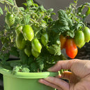 829 Micro Laura Tomato, 5 Seeds
