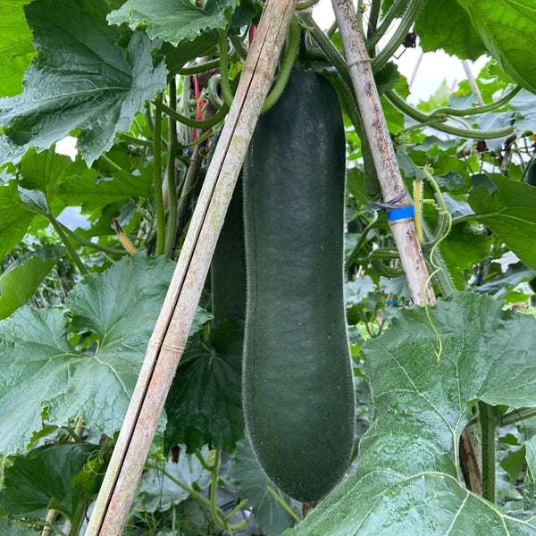 Black Skin Winter Melon Seeds, 50 Seeds