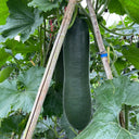 Black Skin Winter Melon Seeds, 50 Seeds