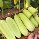Spineless Creamy Cucumbers Seeds, 50 Seeds
