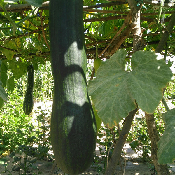 Giant Kan Gua Squash, 10 Seeds