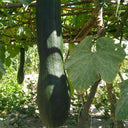 Giant Kan Gua Squash, 10 Seeds