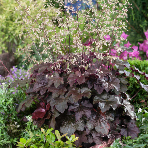 Purple Palace Heuchera, 20 Seeds