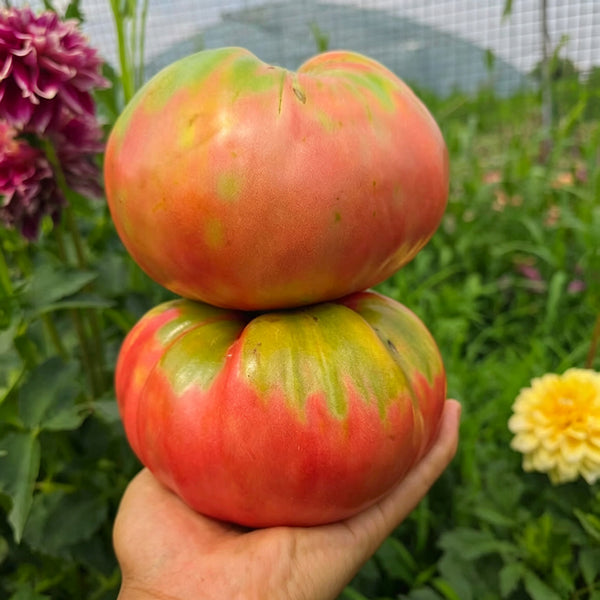 816 Bulgarian Mountain Cap Tomato, 5 Seeds