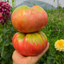 816 Bulgarian Mountain Cap Tomato, 5 Seeds