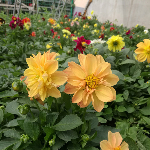 Dwarf Dahlia, 1g