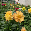 Dwarf Dahlia, 1g