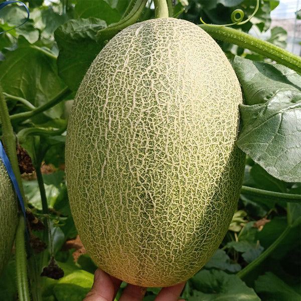 Xizhoumi Sweet Melon Seeds, 50 Seeds